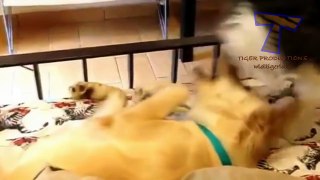 Cute animals waking each other up - Funny animal compilation