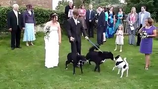 Wedding Dress Fail