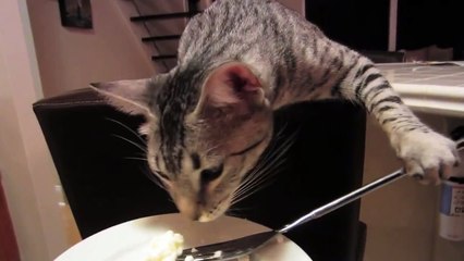 Правильный кот! _ Proper cat