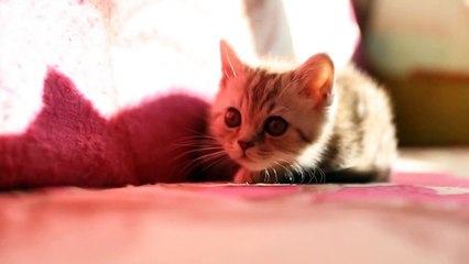 Смешной котёнок Тади