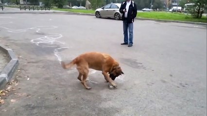 Собака художник