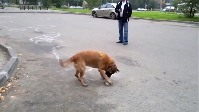 Собака художник