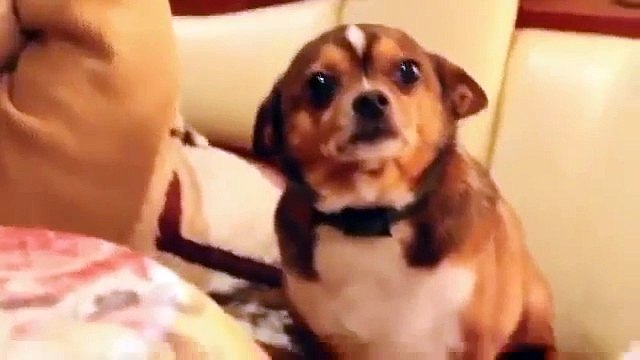 Собачку ругают, а она плачет. ОЧЕНЬ МИЛО ;3