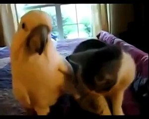 Странная дружба