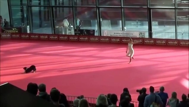 Такого твой пес точно не умеет)