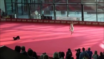 Такого твой пес точно не умеет)