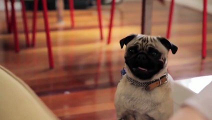 Тестировщик еды 🍽️ — Испытайте вкус и качество новых блюд!