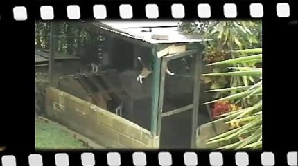 Эпичный побег пса из вольера