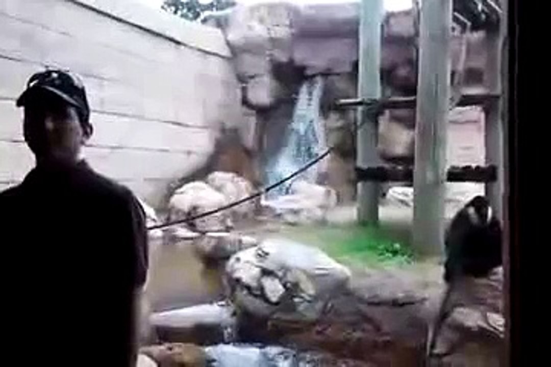 Funny Monkey Attack! - YouTube