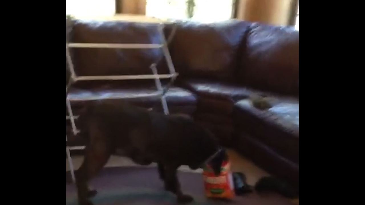 Dog Caught With Nose In The Cheez-it Box