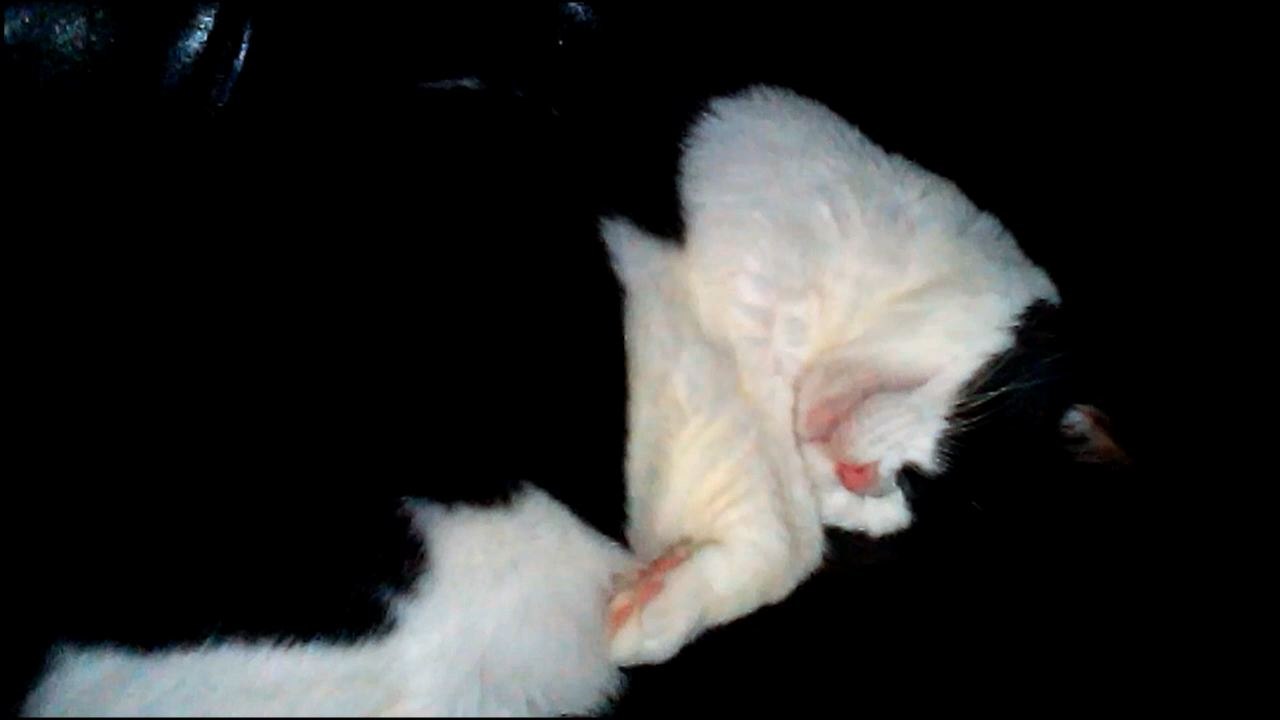 Cat's Snores Sound Like Muffled Screams