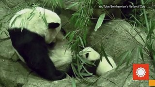 National Zoo's Baby Panda Bei Bei Takes His First Steps