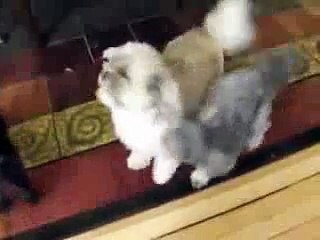 His Scream Is Worse Than His Bite haha - YouTube