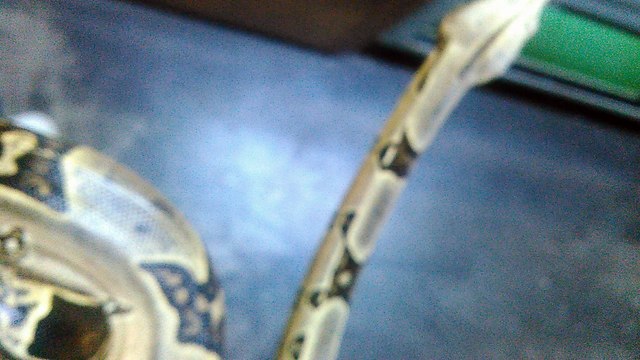 my Peruvian red tail boa 2 year old