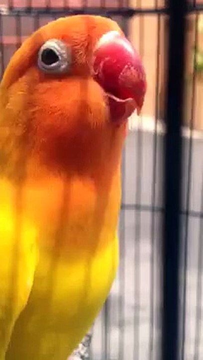 love-bird-benk