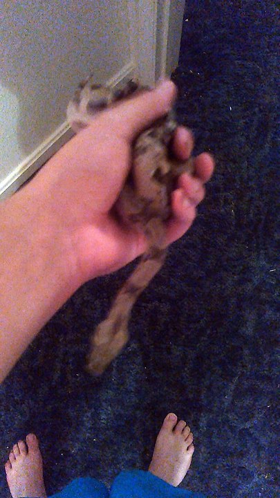 Female Columbian Red Tail Boa