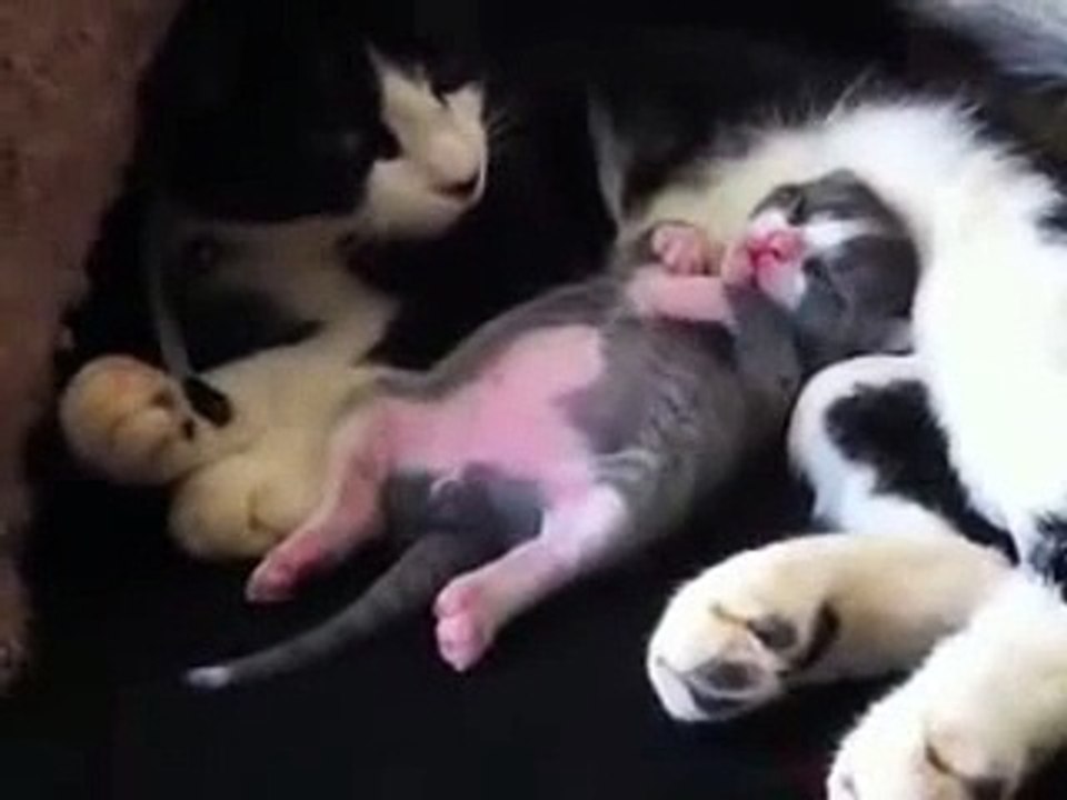 Sleeping Dancing Kitty - YouTube