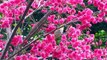 Cutest little birds | Most Beautiful Pink Cherry Blossom Flower
