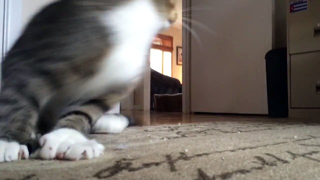 Un Chat De Fourrière Avec Des Patounes Géantes Change La Vie D’un Homme