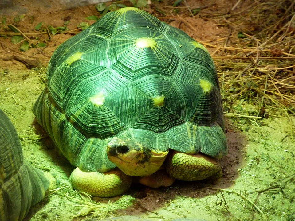 Zoo de Vincennes 2015
