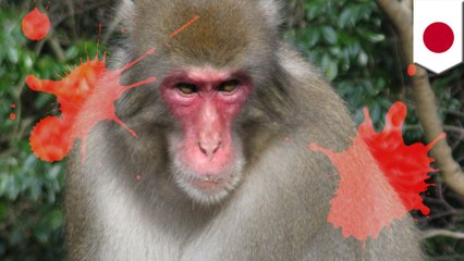 ニホンザルを棒でたたき殺す