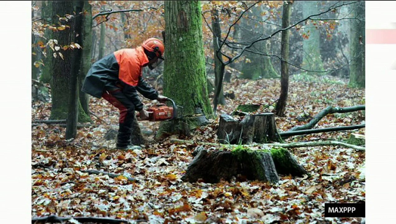 "Climat : l'enjeu de la certification des forêts pour le CO2" (Planète Environnement)