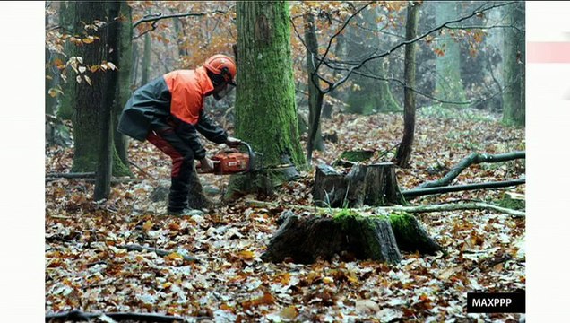 Climat : l'enjeu de la certification des forêts pour le CO2 (Planète Environnement)
