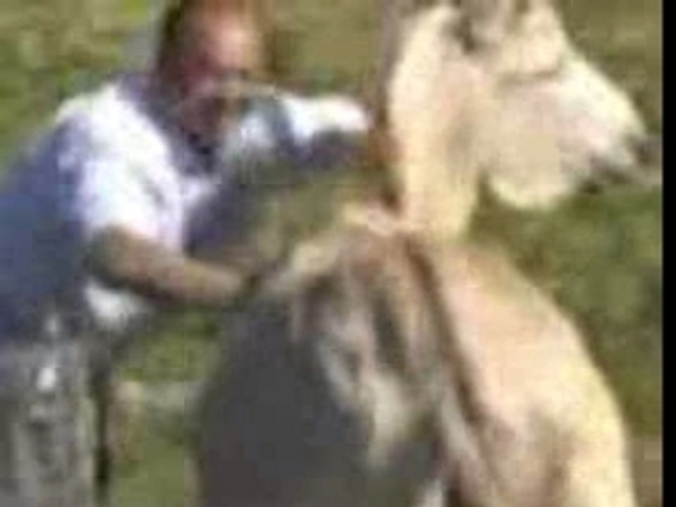 Horny Donkey