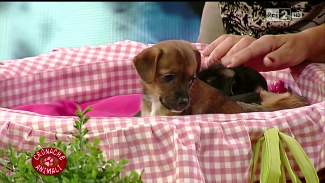 Dr. Alessandro Prota parla di vaccini nel cane e nel gatto
