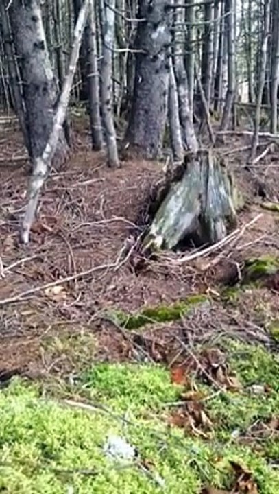 Cette forêt respire, se gonfle et se dégonfle! Forêt hantée?