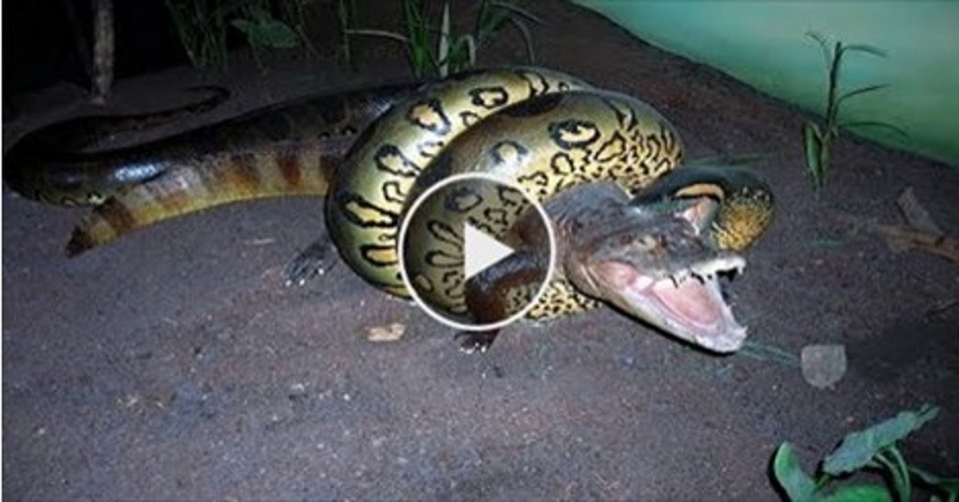 Giant Snake Vs Crocodile
