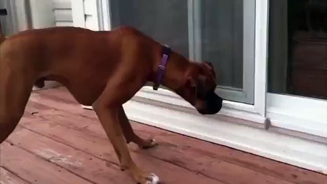 Cute dog scared by feather.. So funny pet!