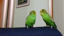 Parrots talk to each other. Two Parrots talk to each other