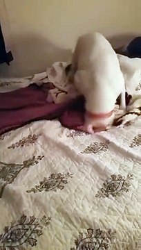 Cette chienne recueillie frétille de joie lorsqu'elle découvre pour la première fois de sa vie ce qu'est un vrai lit.