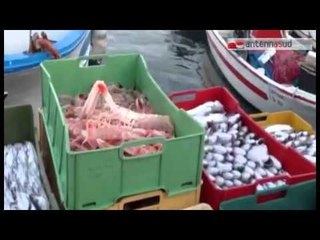 Tg Antenna Sud - Torna in tavola pesce fresco