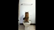 The cat that uses human toilets... while standing on two legs