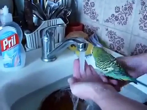 Parrot to clean under the tap. Wash parrot