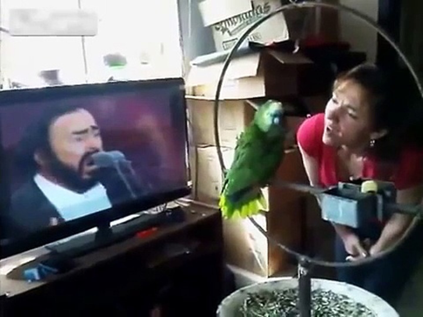 ⁣Parrot imitates Pavarotti. Parrot parodist