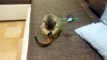 Après un quart de nuit. Refroidir suricate du sommeil