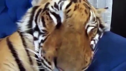 Despertando filhote de tigre doméstico. Tigre engraçado e acordou engraçado