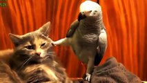 Papagaios entediado gatos. Os gatos não sabem para onde ir a partir de papagaios