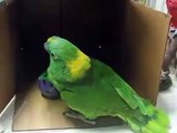 Papagaio canta e toca. Papagaio verde engraçado