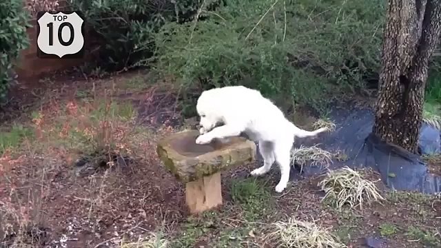 Diversión con los perros. Perro divertido y divertido