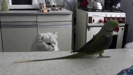 Loro sacude su cola al gato. El gato y el loro