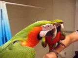 Tranquilo, por favor. Guacamayo divertido