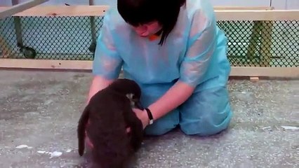 Pingouin propos mignon. Pingouin drôle et fraîche