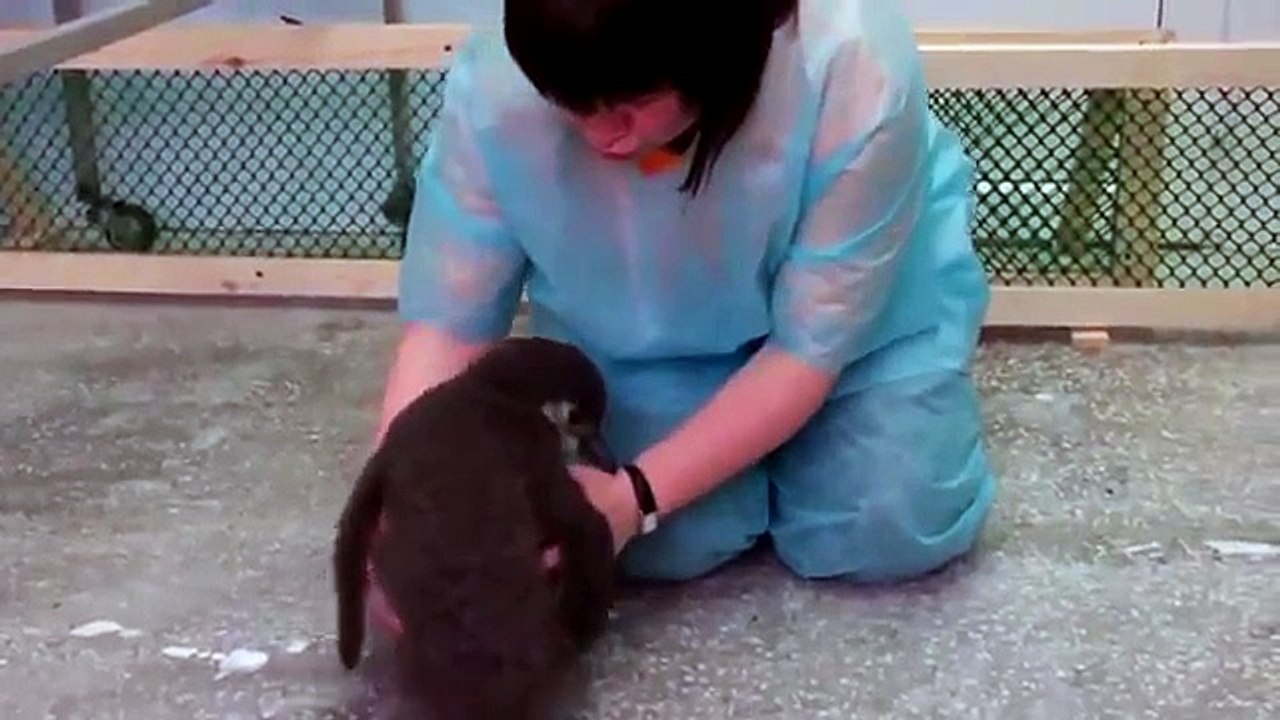 Pingouin propos mignon. Pingouin drôle et fraîche