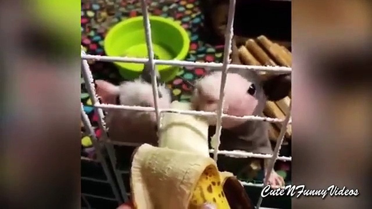 Pro cobayes. Porcs drôles d'Inde