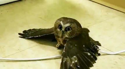 Vérification de l'aérodynamique. Drôle hibou et le ventilateur