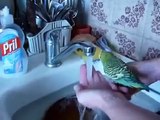 Perroquet à nettoyer sous le robinet. Laver perroquet